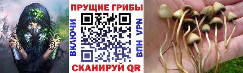 Галлюциногенные грибы Psilocybe  где купить   Анапа 