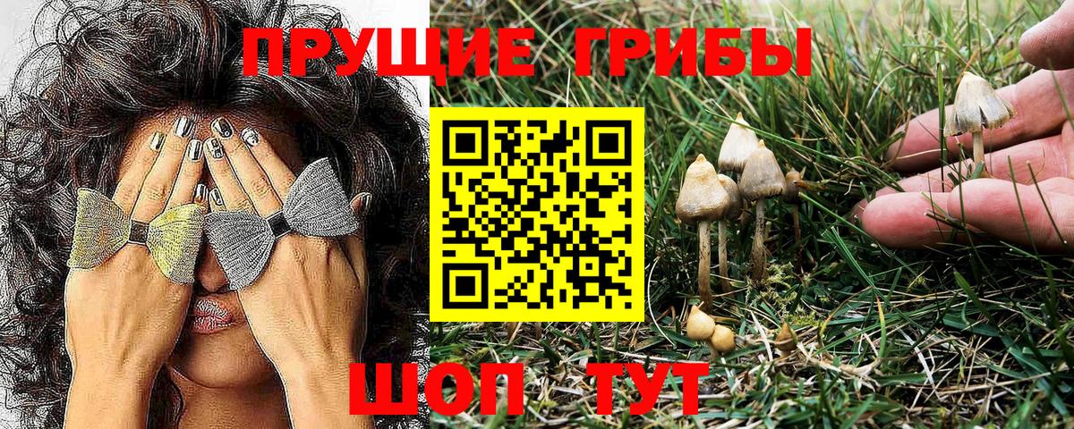 Псилоцибиновые грибы мицелий  Псилоцибиновые грибы Psilocybe  Анапа 